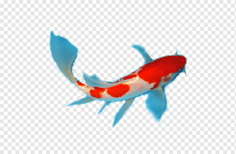 Koi Fish Изображения – скачать 