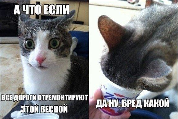 Коты на расслабоне 