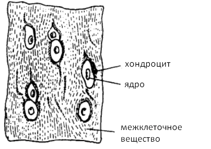 Ткани растений