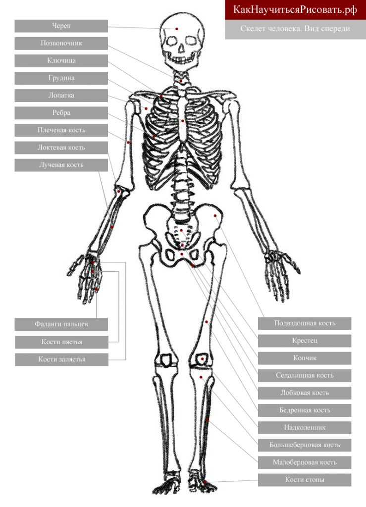 Как нарисовать скелета