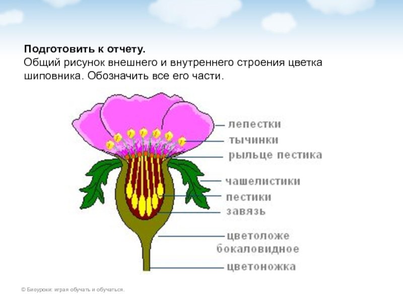 Плоды и семена