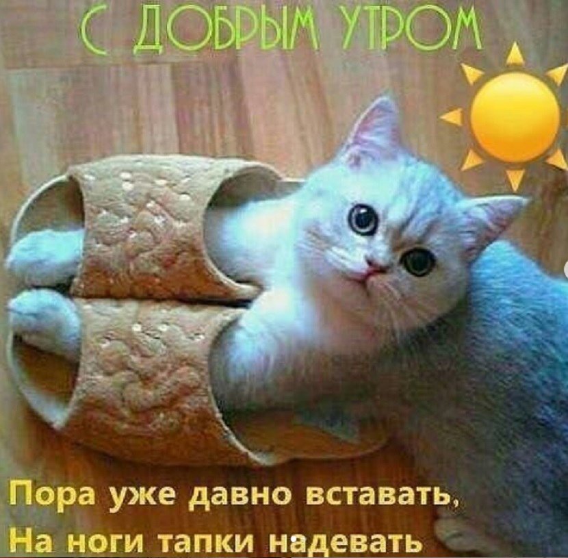 Приколы про утро 