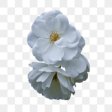 Обои цветы, розы, white, roses, белые 