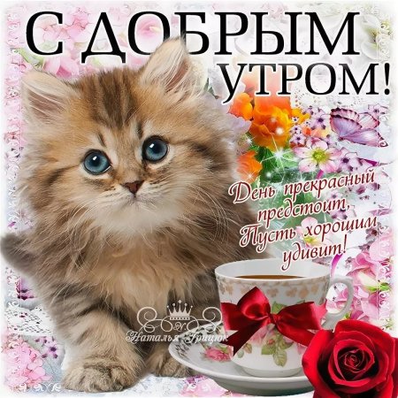 Доброе утро котик картинки