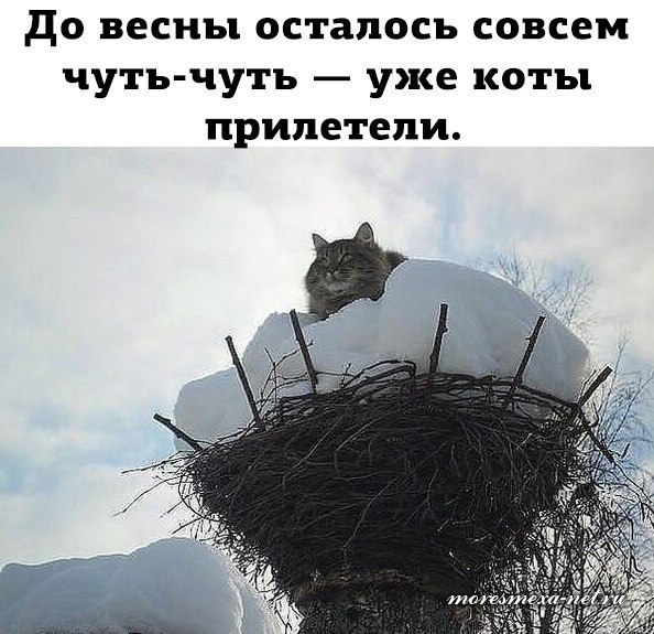 Весна и Котята