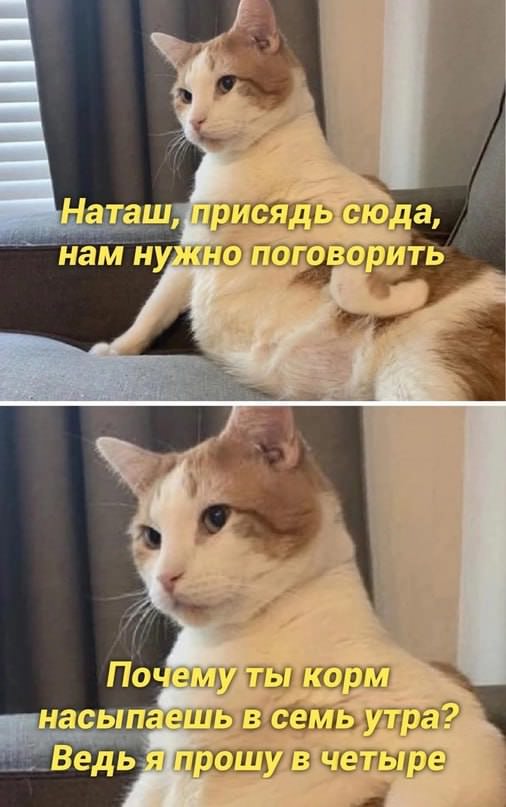 Создать мем «коты наташа, кошка кошка 