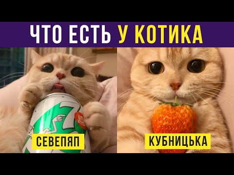 Картинки С Котиками С Озвучкой 