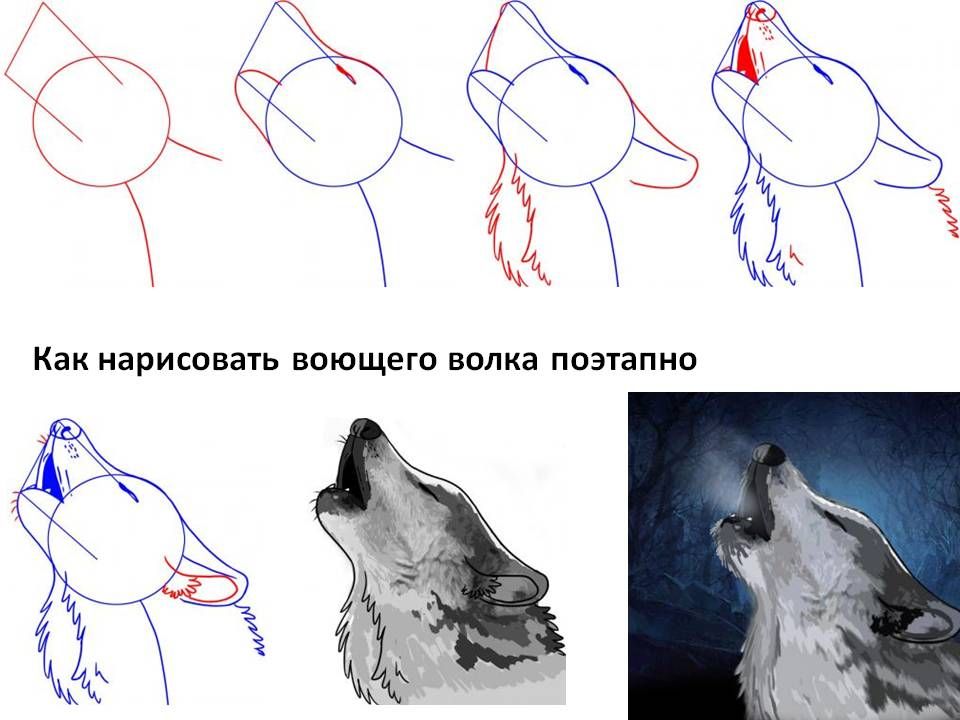 Волк рисунок для детей карандашом легко 