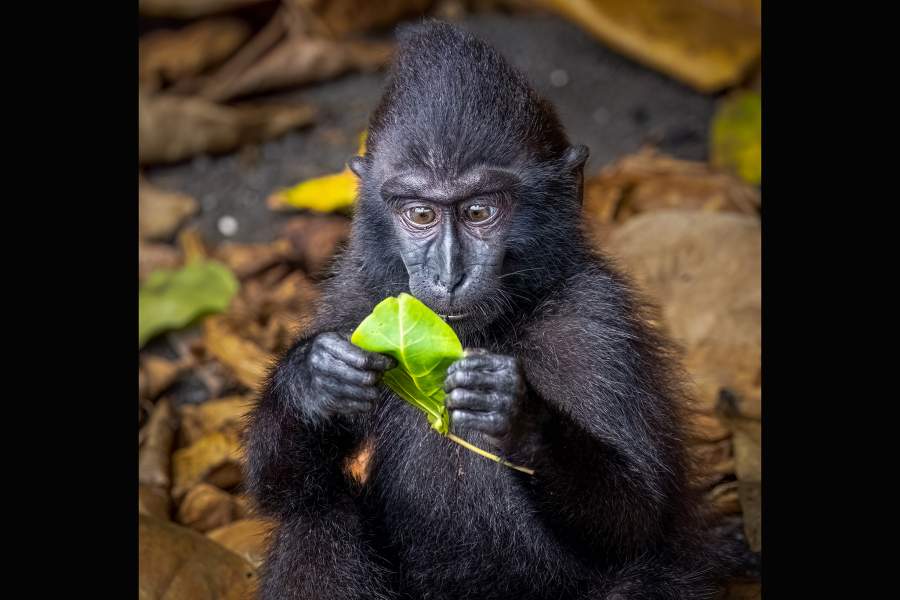 Костюмы для домашних животных Смешные 