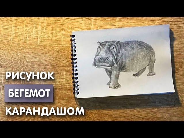 Очаровательно милый бегемот раскраски 