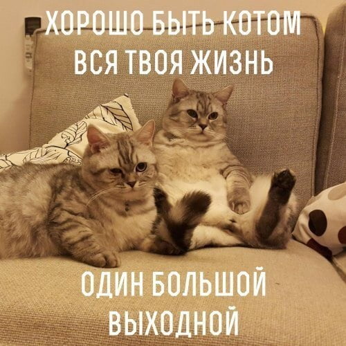 Прикольные картинки впереди выходные 