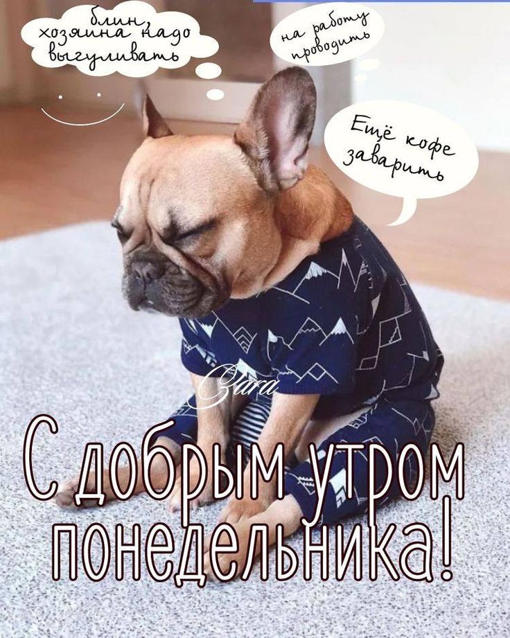 Открытка Доброе утро Понедельника!