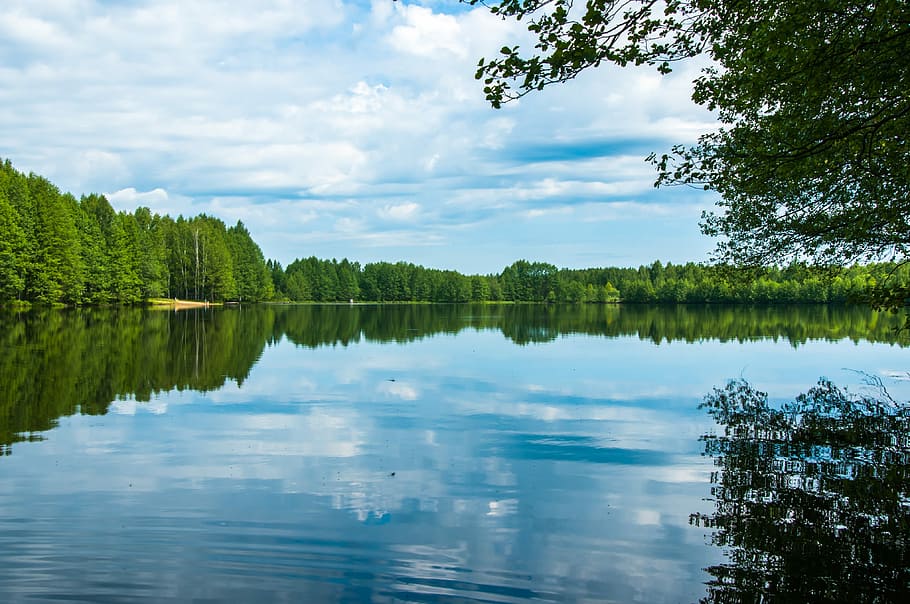 Летний Пейзаж Безмятежный Природозеленый Лес Чистая Река И 