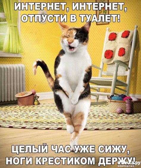 Смешные Котята До Слёз 