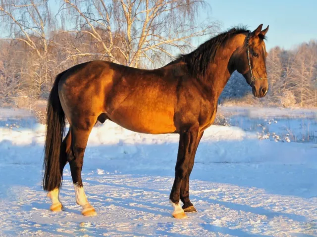 КРАСИВЫЕ ЛОШАДИ НА ПРИРОДЕ!BEAUTIFUL HORSES IN NATURE-ЛОШАДИ 