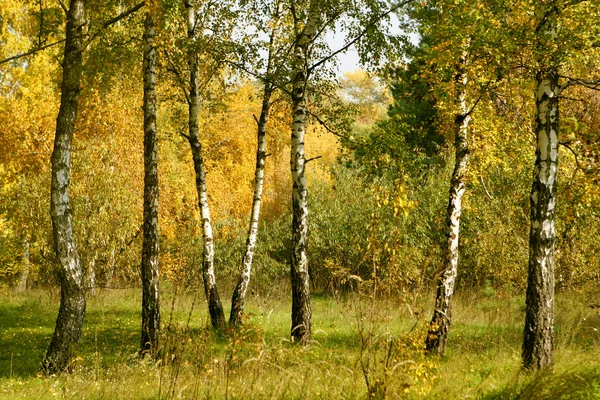 Красивые Белые Березы Весной В Лесу 