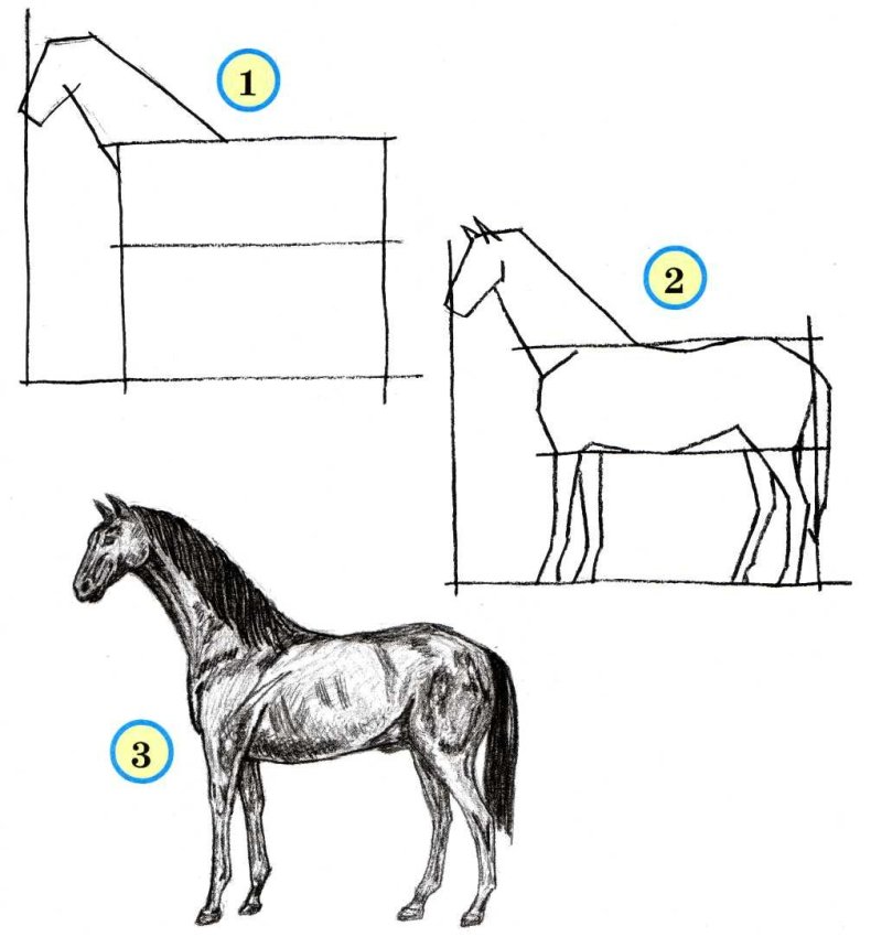 Как рисовать лошадь