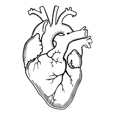 Heart Illustration Изображения – скачать бесплатно на Freepik