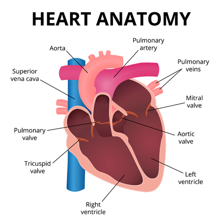 Скачать картинки Heart illustration veins, стоковые фото 