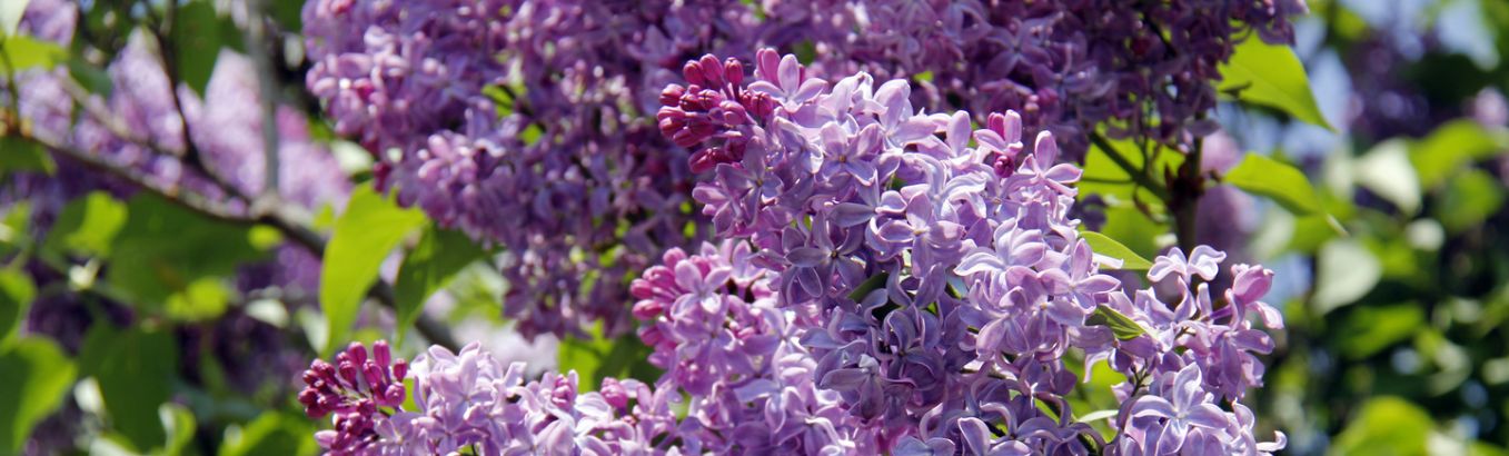 Сирень обыкновенная Syringa vulgаris