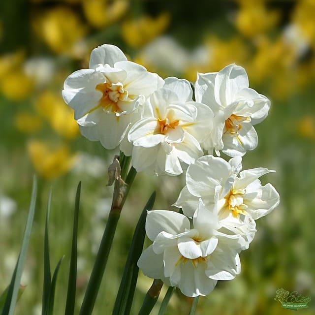 Нарцисс Narcissus