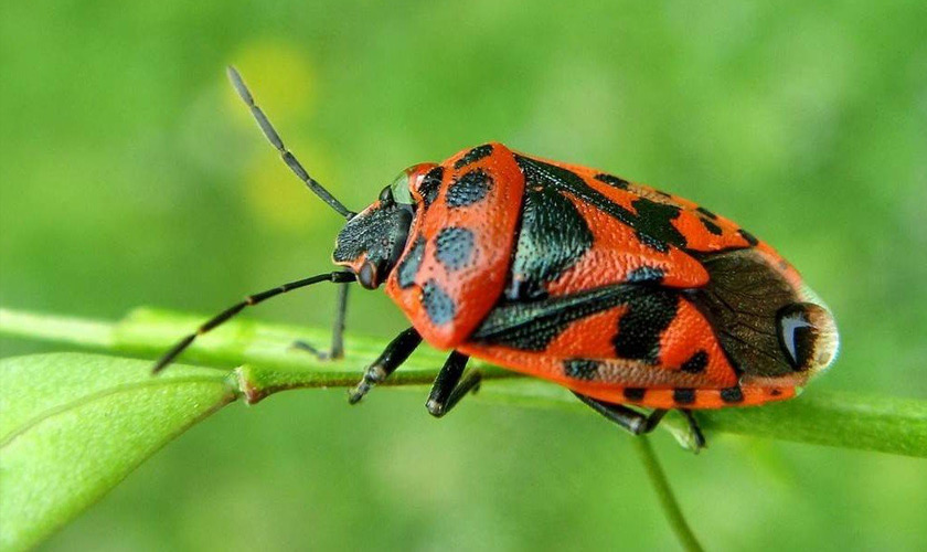 Ganded Jewel Beetle Chrysochroa Buqueti Rugicollis Red 