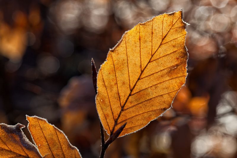 Обои осень, листья, деревья, красивые, Autumn, кленовые на 