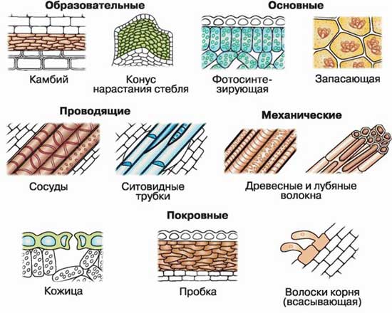 Картинки тканей животных 