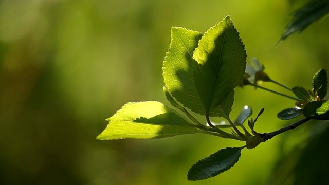 Летний пейзаж, красивые берёзы на опушке леса