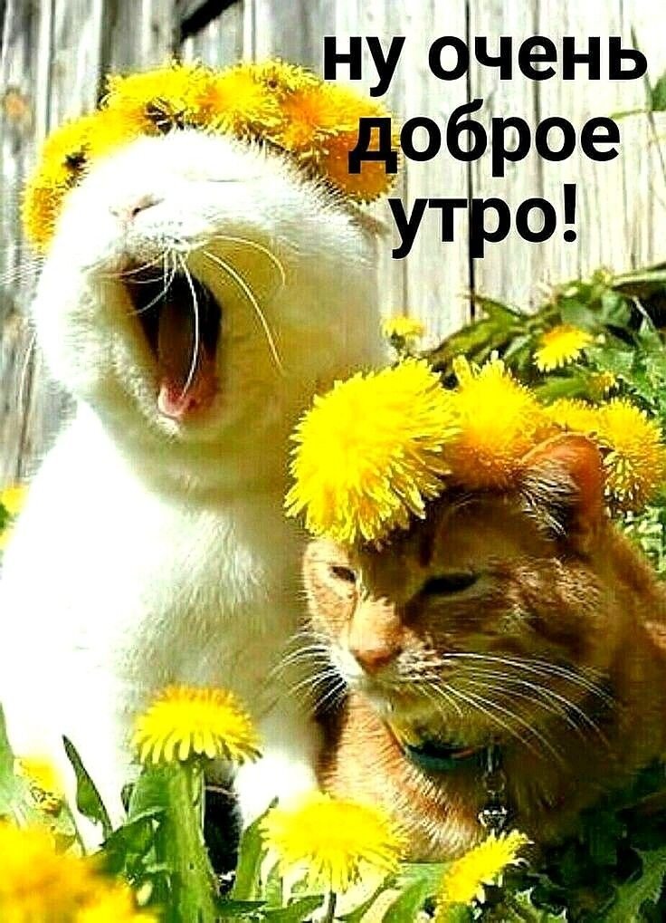 Доброго зимнего утра