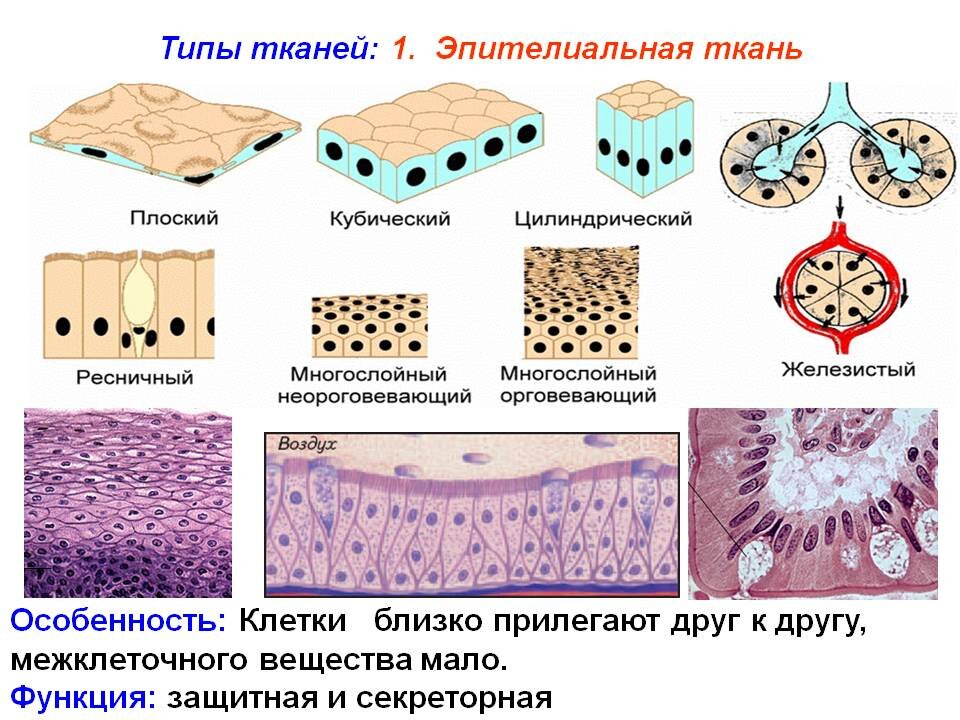 Урок технологии по теме 