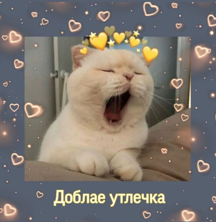 Котоматрица