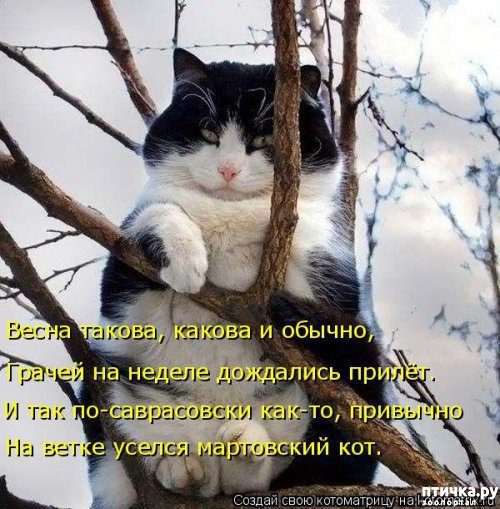 Прикольные коты 