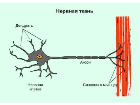 Организм человека