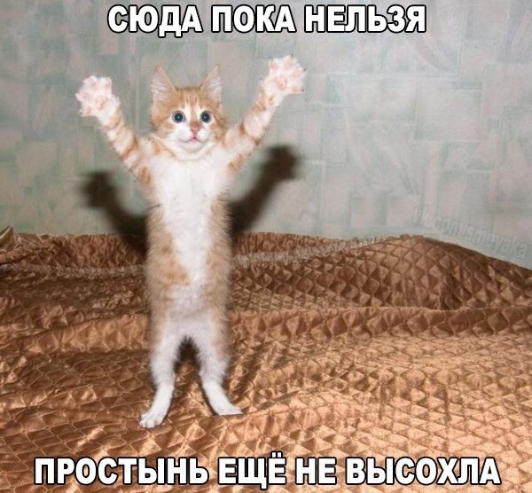 Смешные фото кошек с надписями до слез 😹😹😹Смешные фото 