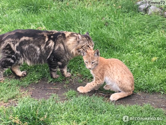 Обои хищник, рысь, Felis lynx на телефон и рабочий стол 