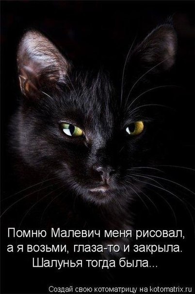 Смешные картинки кошек с надписями » Клопик