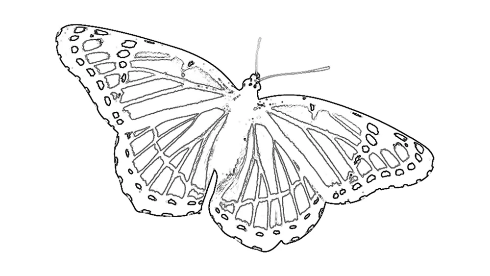 Бабочки Срисовки Легкие Пошаговые 800 Рисунков Рисунки Для 