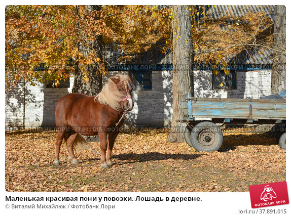 100% Оригинальный подлинный дом долголетия красивая девочка 