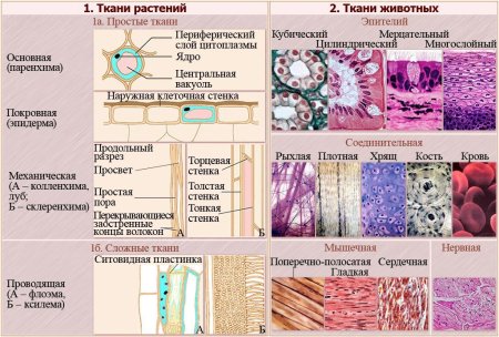 Лучшие курсы для детей и школьников с нуля