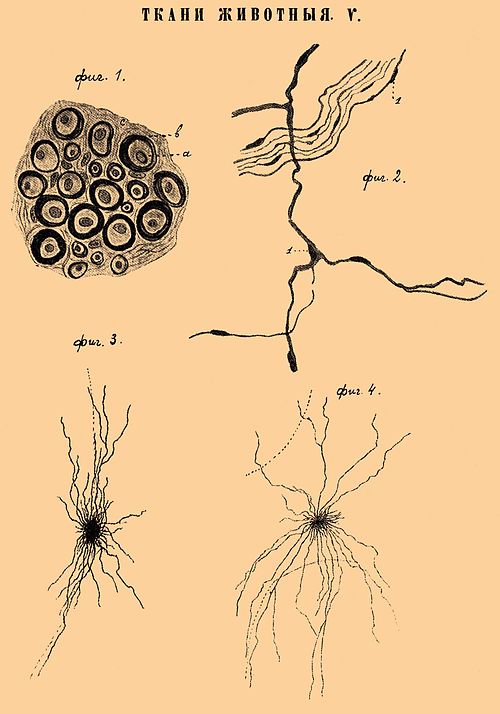 Нейроглия — Википедия