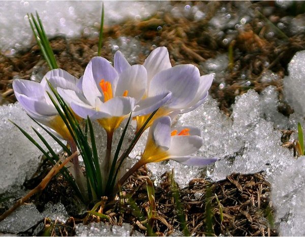 весна, ранняя весна, природа, весна эстетика лес, пейзаж деревья