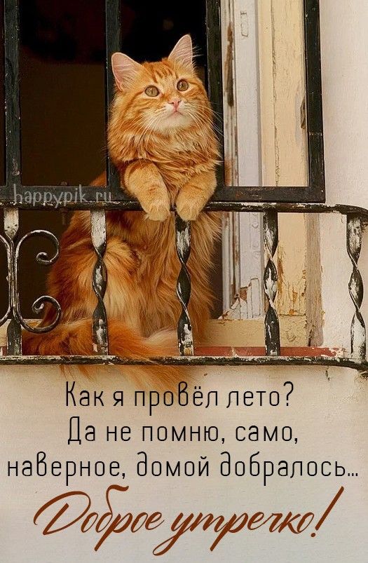 Доброе утро для котика 