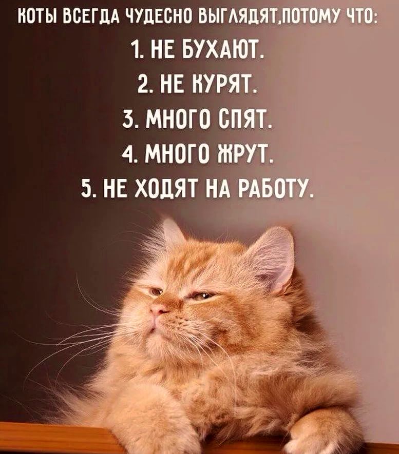 Коты атакуют! » Смешные прикольные картинки, фото 