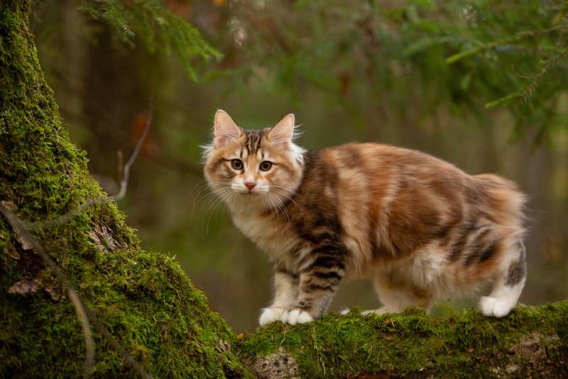 Живые Котята Изображения – скачать 