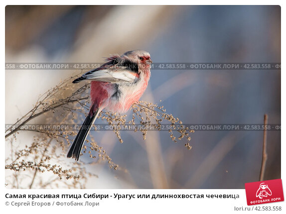 Самые красивые экзотические птицы 