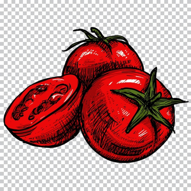 How to Draw Tomato 