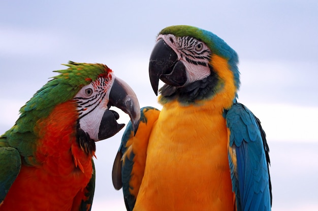 🦜 Весёлые волнистики поют на солнышке 