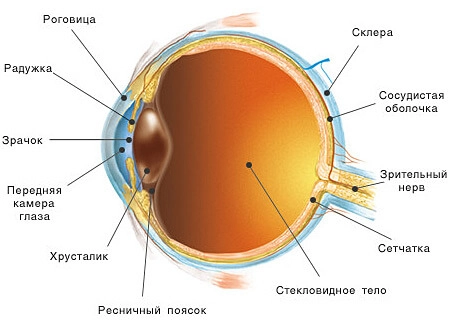 Ткани человека рисунок черно белый 45 