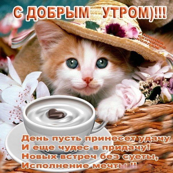 Открытка С добрым утром! кошка и котенок 